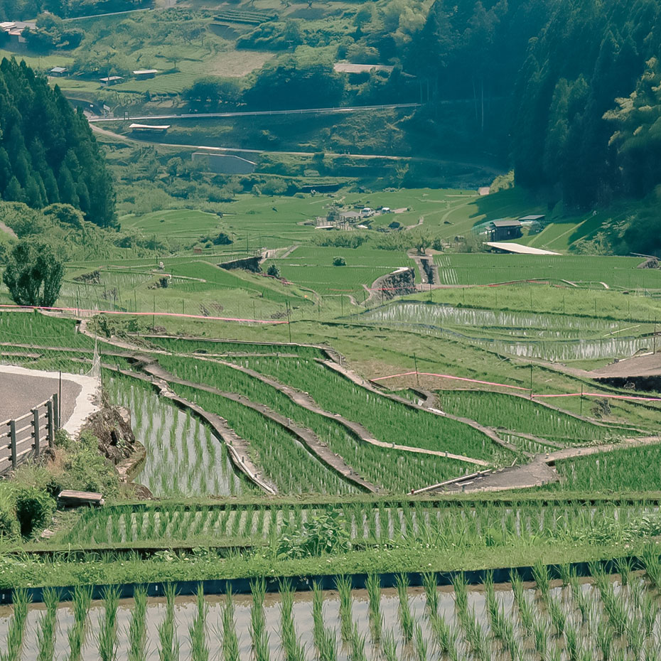 棚田の写真